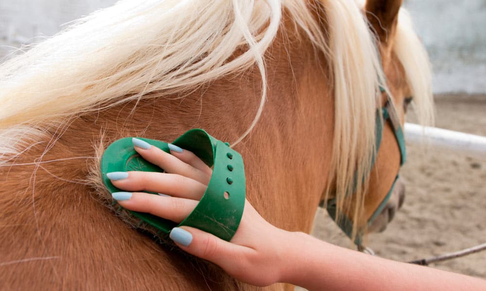 cuidados-y-salud-del-caballo