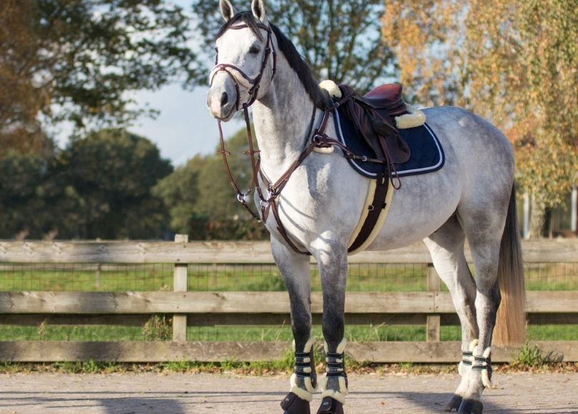 equipamiento-para-el-caballo