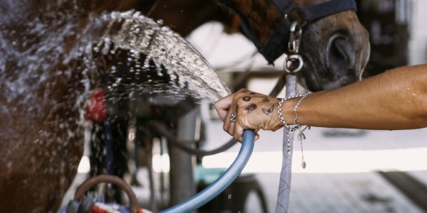 La importancia de mantener a tu caballo libre de insectos: bienestar y salud